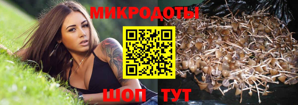 Строитель  Псилоцибиновые грибы Psilocybine cubensis  Вход с VPN 